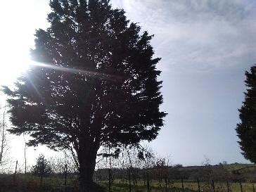 bbc weather banbridge